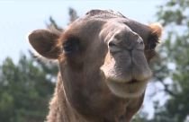Kamele plagen russische Dorfbewohner