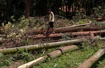 A Guarani Mbya protester walks on trees cut by a real estate developer preparing to build apartments next to his indigenous community's property in Sao Paulo, Brazil, Jan. 31
