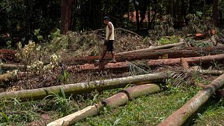 A Guarani Mbya protester walks on trees cut by a real estate developer preparing to build apartments next to his indigenous community's property in Sao Paulo, Brazil, Jan. 31