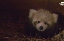 Un panda rojo nuevo inquilino del zoo Tierpark de Berlín