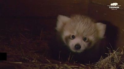 Red Panda is born for the first time in nine years at the Berlin Zoo