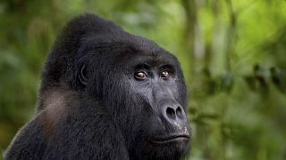 Uganda: Man who killed rare gorilla condemned to 11 years in prison