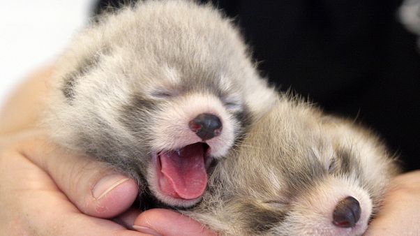 Rote Pandas Rote Pandas