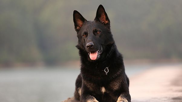 نفوق أول كلب مصاب بفيروس كورونا في أمريكا نفوق أول كلب مصاب بفيروس كورونا في أمريكا
