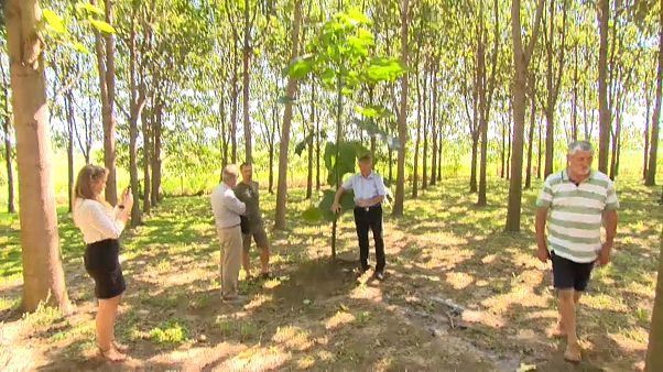 Floresta de árvores híbridas promete aumentar a flitragem de dióxido de carbono Floresta de árvores híbridas promete aumentar a flitragem de dióxido de carbono