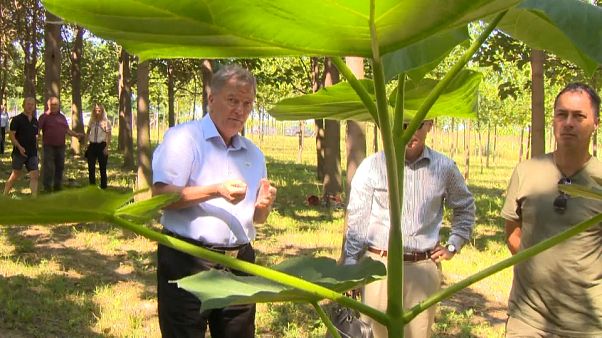 Чудо-дерево спасает Венгрию Чудо-дерево спасает Венгрию