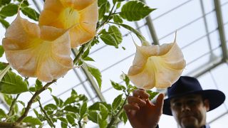 The flower of a Datura Stramonium plant, part of the nightshade family