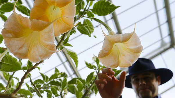 The flower of a Datura Stramonium plant, part of the nightshade family The flower of a Datura Stramonium plant, part of the nightshade family