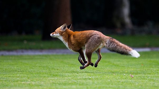 Fox Fox