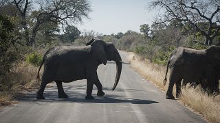 Слоны переходят дорогу в Национальном парке Крюгера, ЮАР 29 июля 2020