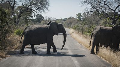 Archivbild, Elefanen in Südafrika