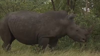 África do Sul acolhe a maior colónia de rinocerontes no mundo.