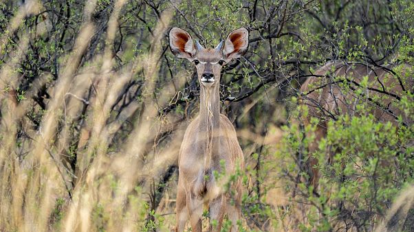 Antilope Antilope