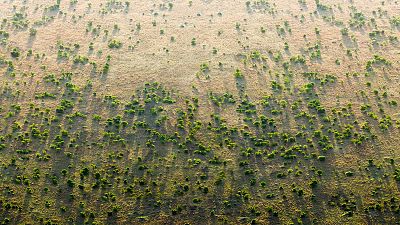 "The Great Green Wall promises to be a real game-changer." "The Great Green Wall promises to be a real game-changer."
