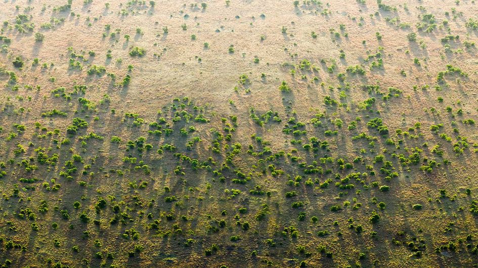 The Great Green Wall of Africa: Is this the next wonder of the world?