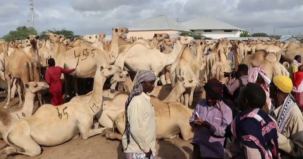 Downsized Hajj Hurts Somalia’s Livestock Trade | Africanews