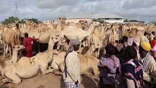 Les éleveurs de bétail dans le rouge en Somalie