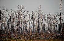 File picture: It's feared forest fires in Brazil's Amazon will be as bad as last year. 