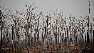 File picture: It's feared forest fires in Brazil's Amazon will be as bad as last year. 