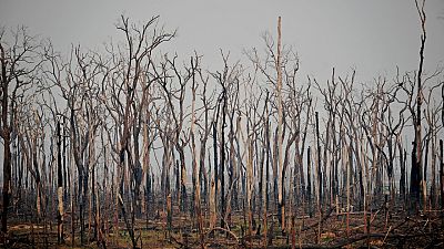 File picture: It's feared forest fires in Brazil's Amazon will be as bad as last year.