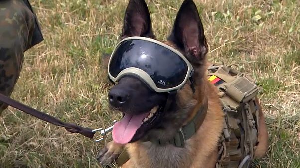 Diensthund der BUndeswehr mit Sonnenbrille Diensthund der BUndeswehr mit Sonnenbrille