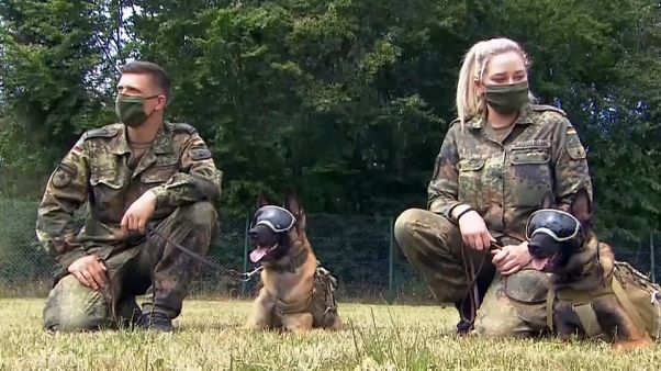 I cani addestrati per identificare il coronavirus I cani addestrati per identificare il coronavirus