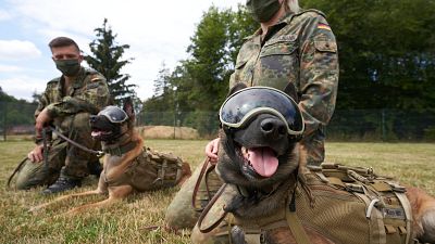 Los perros de servicio de las Fuerzas Armadas Alemanas