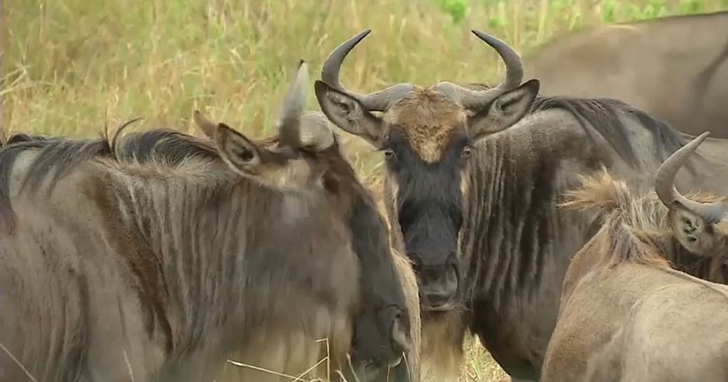 Au Kenya, la faune sauvage menacée