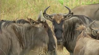 Wildebeest Great Migration in Maasai Mara goes unwitnessed - because of COVID-19