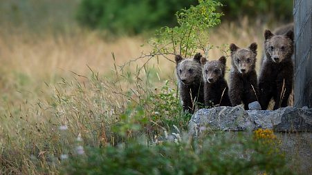 Bear cubs in Abruzzo National Park.