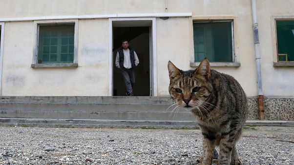 Cezaevinde bir kedi Cezaevinde bir kedi