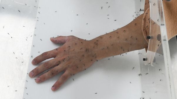 Koronavirüs sivrisinek yoluyla taşınır mı? Covid-19 salgınıyla ilgili merak edilen 5 şey Koronavirüs sivrisinek yoluyla taşınır mı? Covid-19 salgınıyla ilgili merak edilen 5 şey