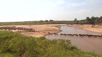 Naturschauspiel in Kenia: die Gnu-Wanderung
