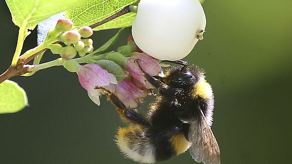 Bourdon terrestre (Bombus terrestris) Bourdon terrestre (Bombus terrestris)