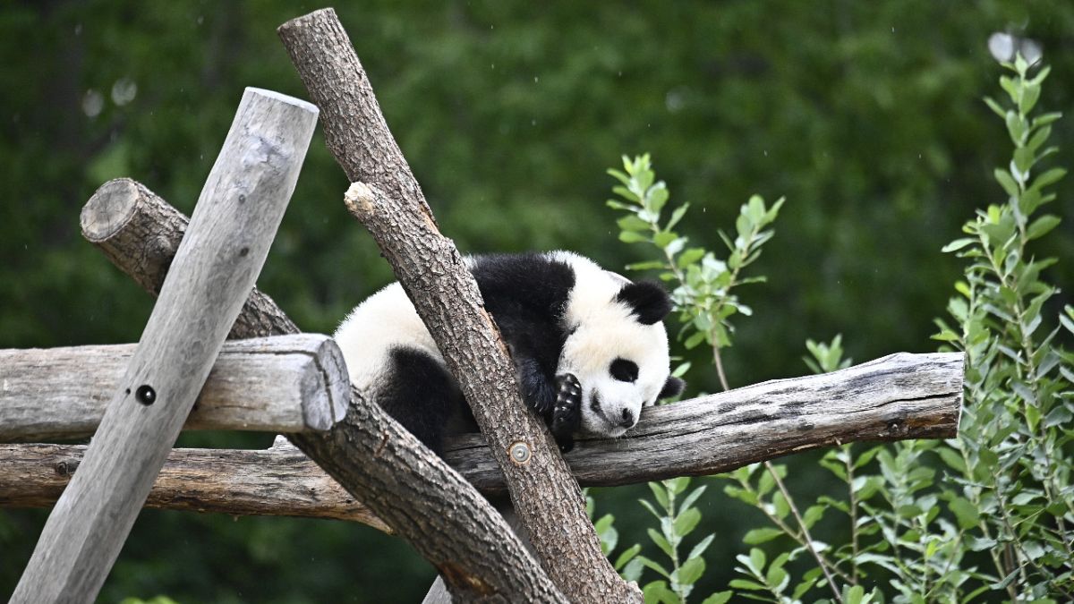 A picture taken on July 9, 2020 shows a panda cub at its enclosure at the Zoologischer Garten zoo in Berlin. 