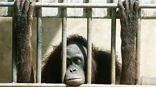 Hayvanat bahçesinde tutulan bir orangutan