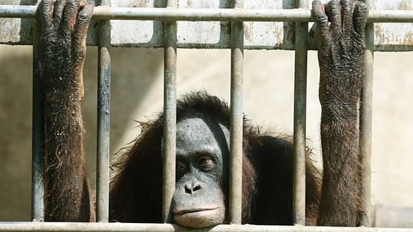 Hayvanat bahçesinde tutulan bir orangutan Hayvanat bahçesinde tutulan bir orangutan