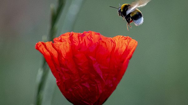Hummel im Landeanflug (AP Archivbild) Hummel im Landeanflug (AP Archivbild)