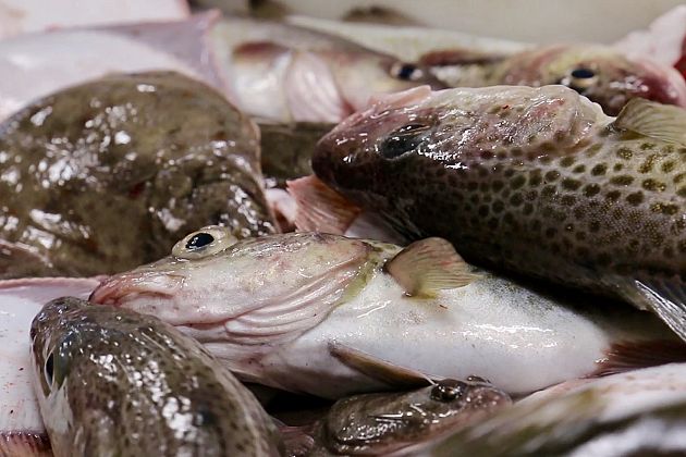 Baltic cod and other fishes caught by DTU Aqua researchers on a marine survey