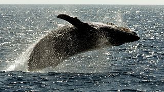 Две австралийки пострадали после встречи с горбатым китом