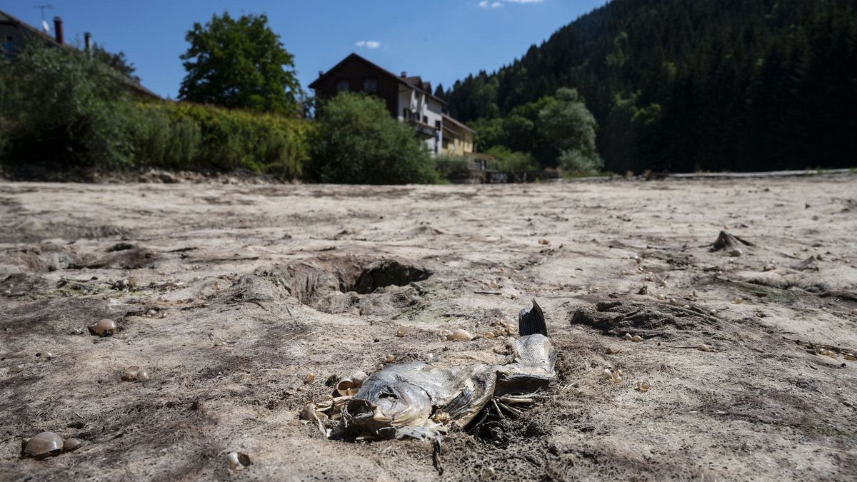 A picture taken on July 31, 2020 in Maisons-du-Bois-Lievremont, eastern France, shows a dead fish in the dry Doubs river as a heat wave hits France.