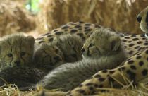 SCHOENBRUNN ZOO