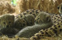Four cheetah cubs make their first appearance in Austrian zoo