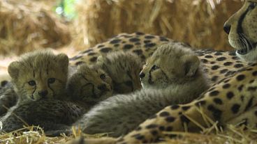 Four cheetah cubs make their first appearance in Austrian zoo