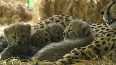 شاهد: 4 من أشبال الفهد المهددة بالانقراض تبصر النور بحديقة للحيوانات في فيينا