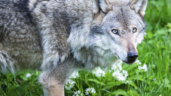Archivbild: Wolf in den Niederlanden Archivbild: Wolf in den Niederlanden