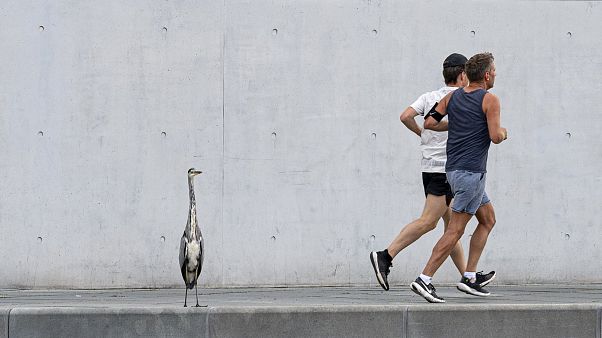 EU investigators launch probe into Google's plan to takeover Fitbit EU investigators launch probe into Google's plan to takeover Fitbit