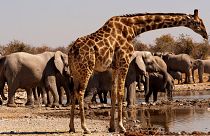 Animal conservation is crucial this time