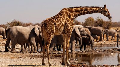 Animal conservation is crucial this time Animal conservation is crucial this time