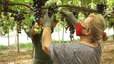 Süditalien: Obst ohne Ausbeutung